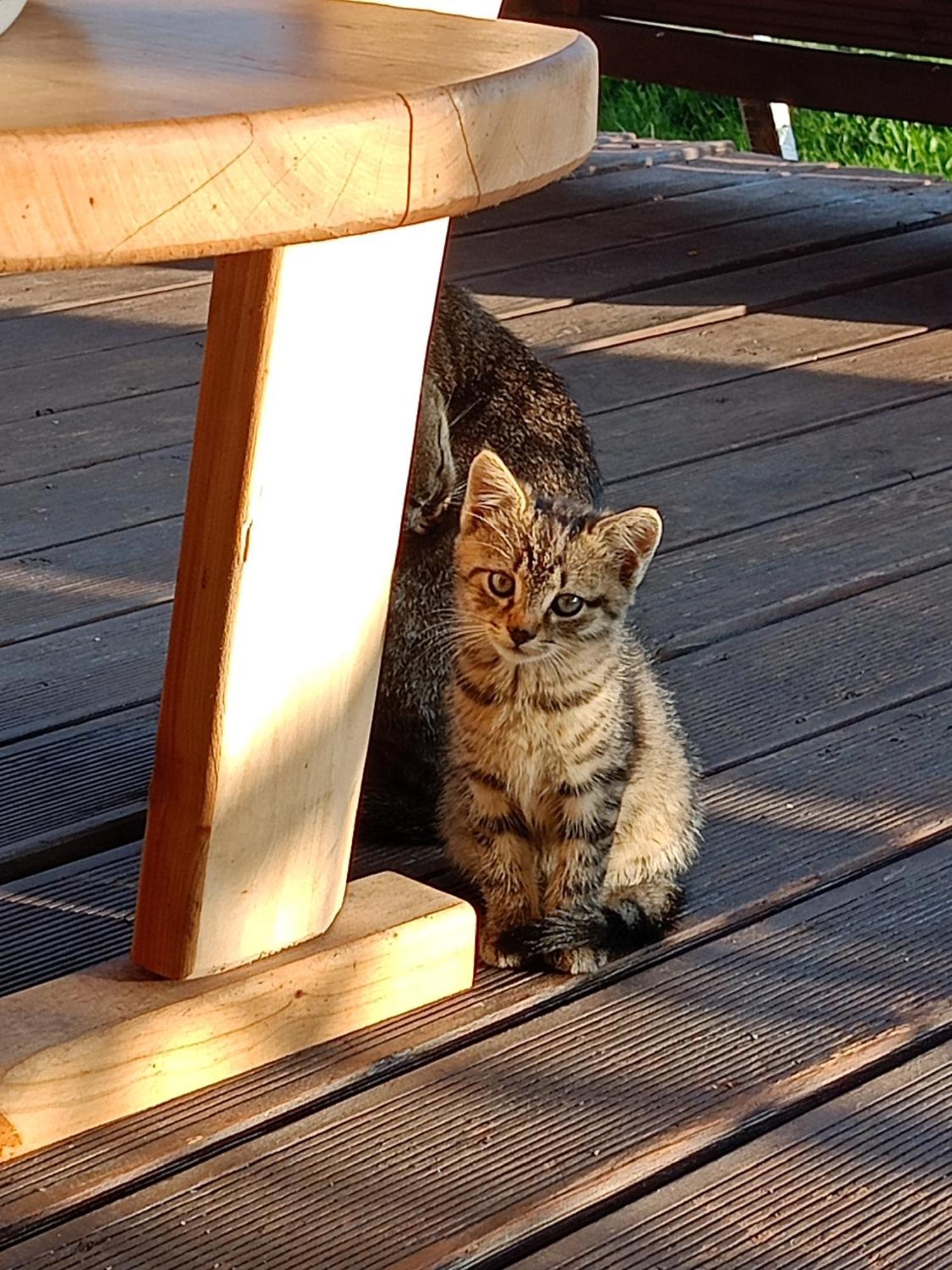 Gosciniec Na Stoku Pokoje 2,3,4 Osobowe, Cisza, Spokoj, Widok Na Stok Narciarski, Lasy, Laki Bobliwo Esterno foto