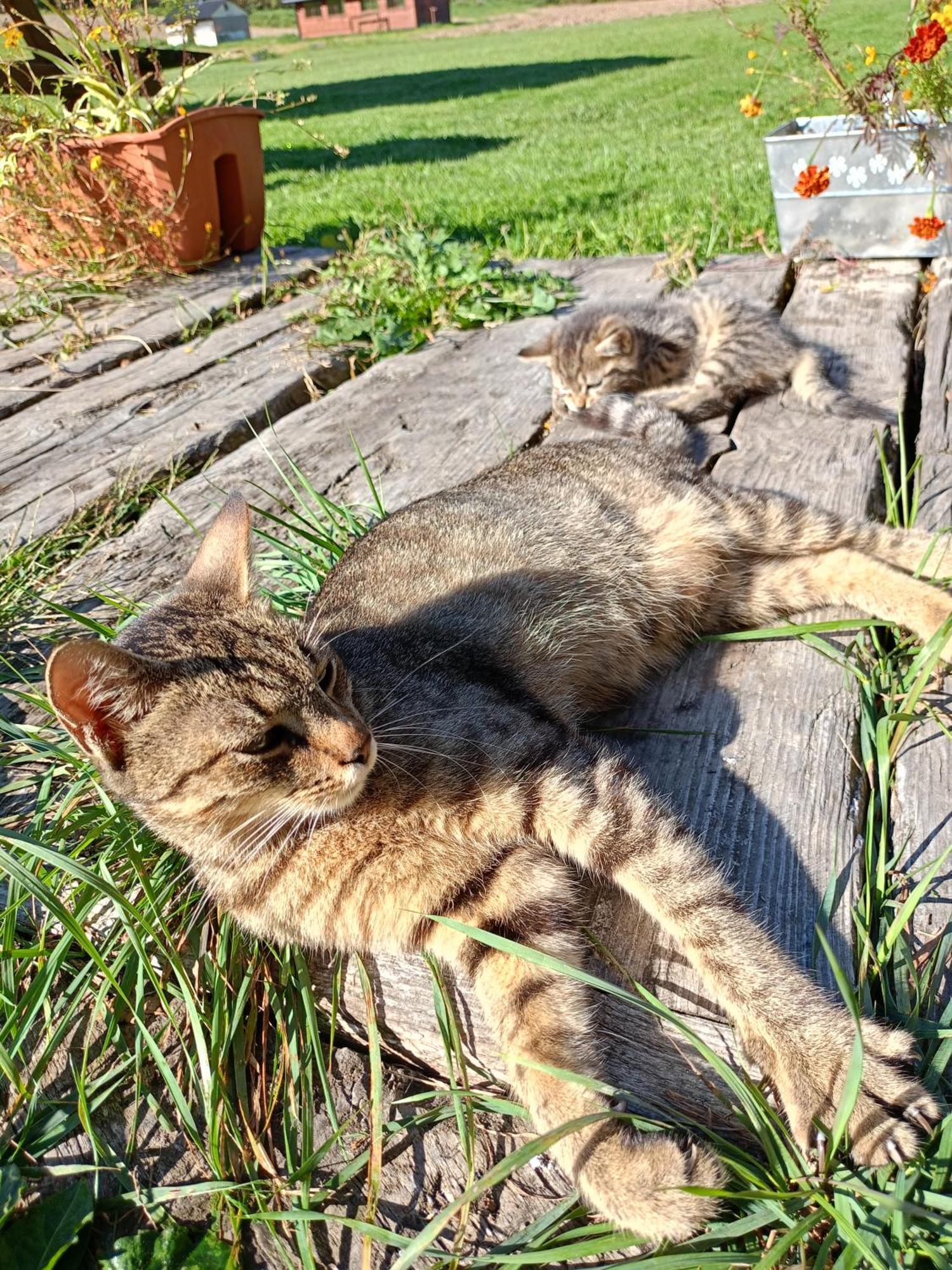 Gosciniec Na Stoku Pokoje 2,3,4 Osobowe, Cisza, Spokoj, Widok Na Stok Narciarski, Lasy, Laki Bobliwo Esterno foto