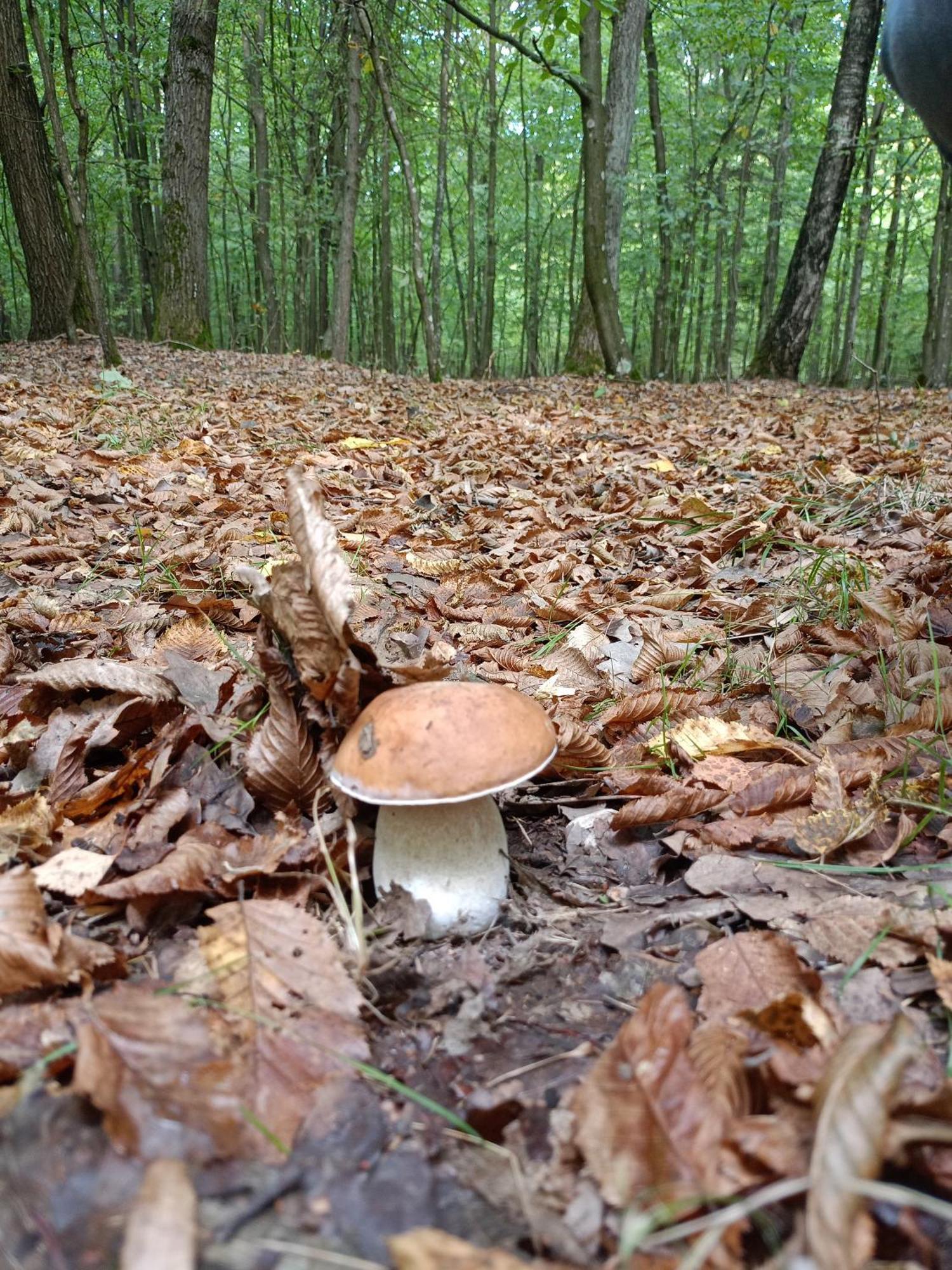 Gosciniec Na Stoku Pokoje 2,3,4 Osobowe, Cisza, Spokoj, Widok Na Stok Narciarski, Lasy, Laki Bobliwo Esterno foto